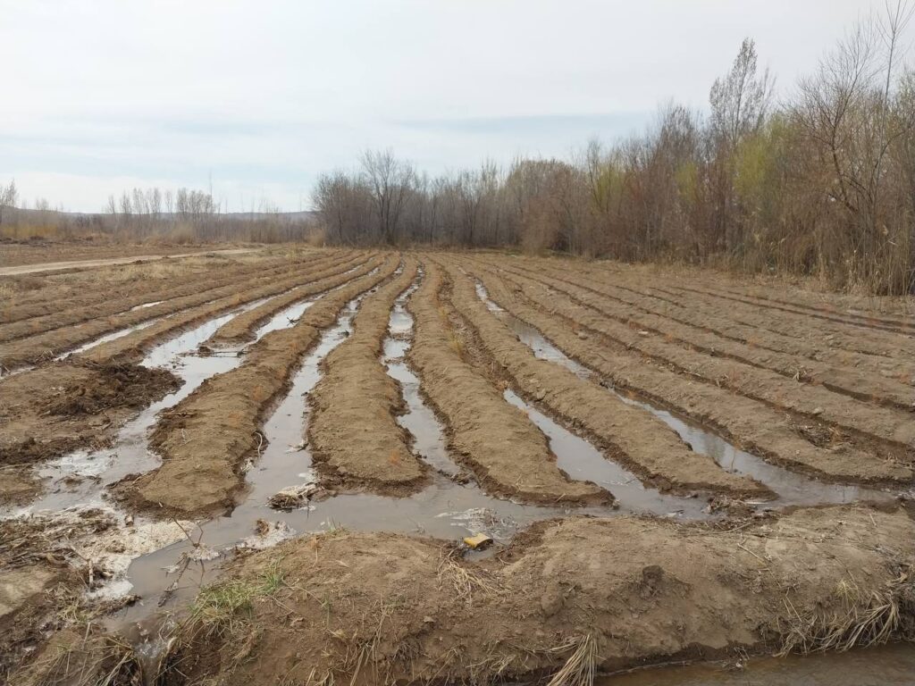 🌳 Тазалықтан басталатын орманның болашағы